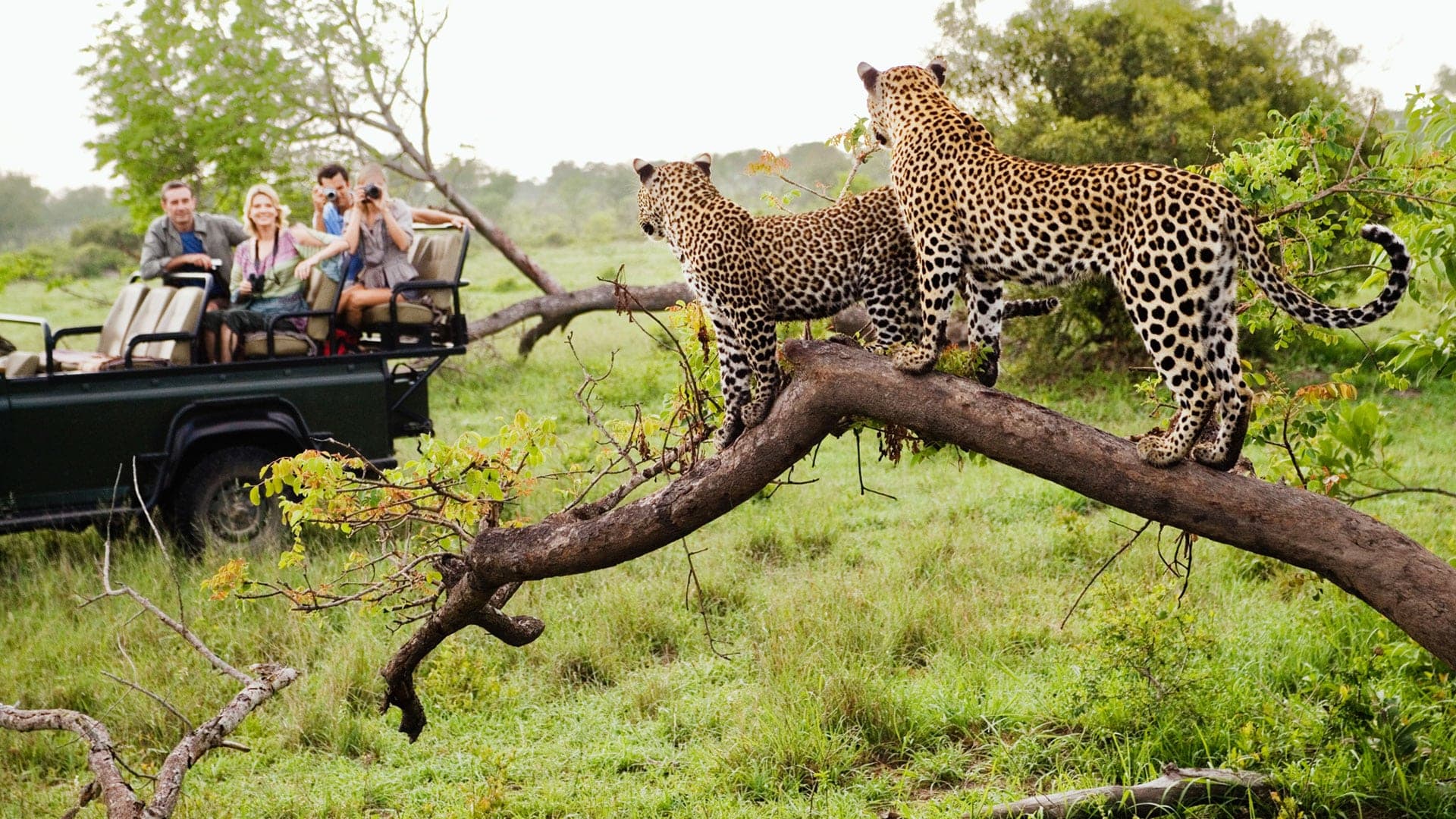 Morning Game Drive