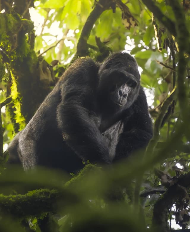 Bwindi Impenetrable National Park