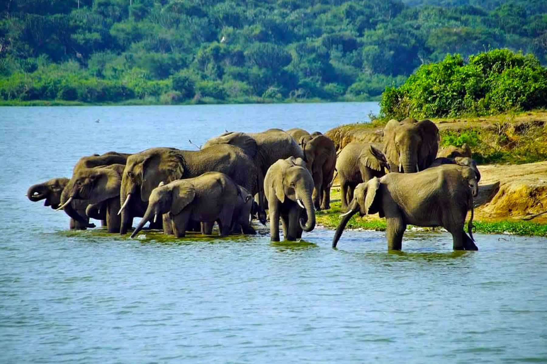 Wildlife Safari Adventure