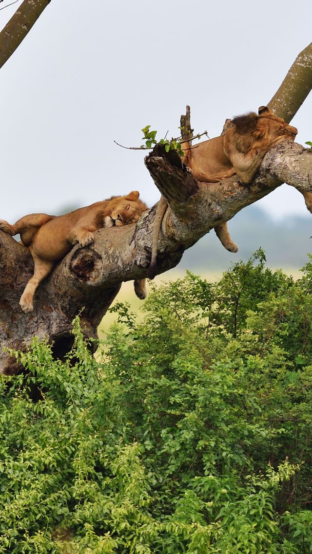 Queen Elizabeth National Park